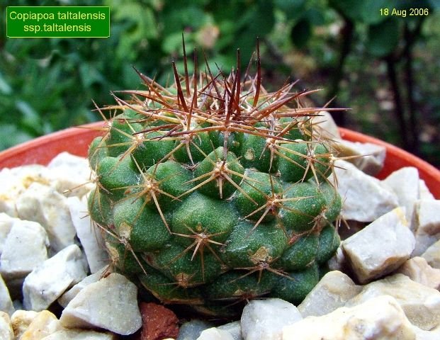 Copiapoa _taltalensis _ssp.taltalensis _07